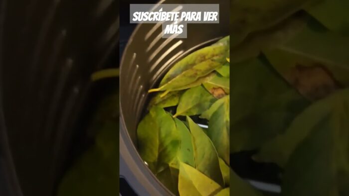 Proceso de secado de hojas de laurel en freidora de aire .
