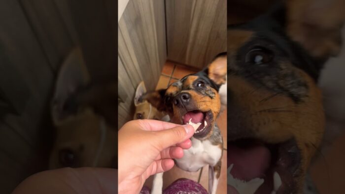 La primera vez que les hago la comida en la freidora de aire 👀