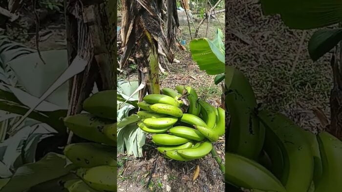 Banano Propio Para la Freidora de Aire