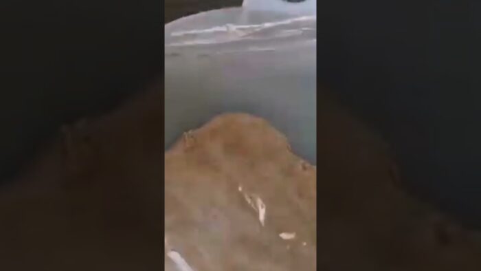 pan de espelta en freidora de aire