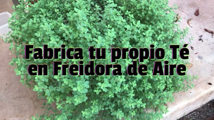 Fabrica tu propio Té casero en Freidora de Aire! #medicinanatural #medicinascaseras #infusiones