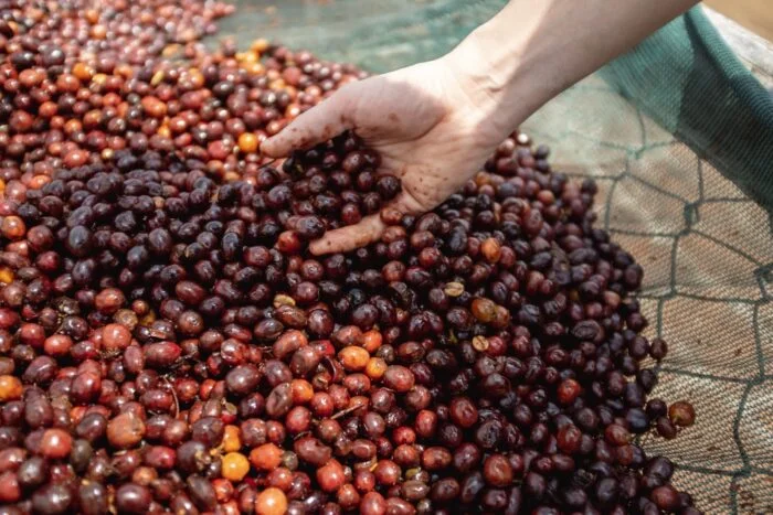 Estos son los diferentes procesos del café y así serán en taza en función del método empleado