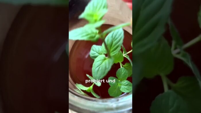 Fruchtiger Eistee selber gemacht mit dem Thermomix® ! 😍🍑