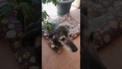 Galletas para mascotas en freidora de aire ¡fáciles y rápidas! #freidoradeaire