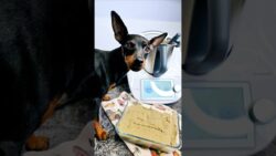 ‼️PATÉ PARA PERROS‼️
