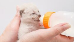 Leche materna para gatos casera, la receta definitiva