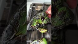 Chicken Thighs with Spicy Green Sauce #airfryerrecipes #dinnerrecipes #greensauce #shorts   #recipe