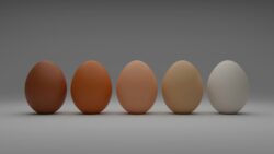 El misterio de los huevos blancos: ¿por qué han desaparecido de los supermercados?