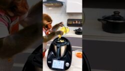 🍳 ¡Este Mono Cocina con Thermomix y Lo Hace Mejor que Tú! 🐒👨‍🍳