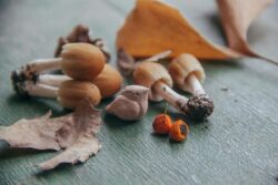 Recetas y Trucos con Setas: Cómo Disfrutar de este Manjar en la Cocina