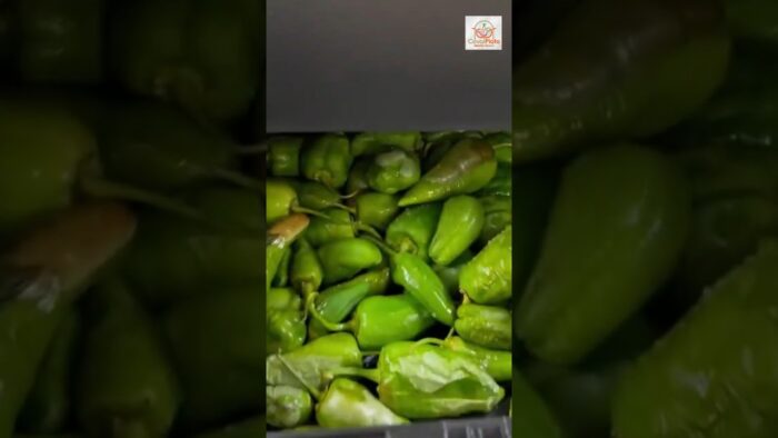 PIMIENTOS DE PADRÓN 💚🥰 en la FREIDORA DE AIRE😍, super sencillo y rápido, listos en un momento.
