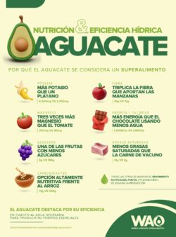 El aguacate lidera el ranking de eficiencia entre nutrientes y uso de agua