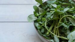 Recetas con verdolaga: ideas fáciles, sabrosas y llenas de nutrientes