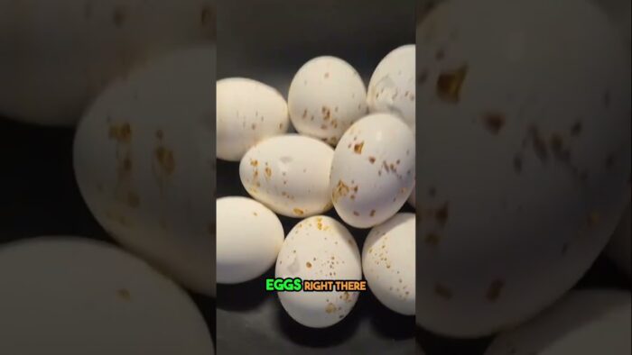 Perfect Air Fryer Boiled Eggs: Easy Breakfast Recipe! #shorts