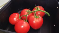 ‼️Puse 5 Tomates en la freidora de aire‼️💚Vas a querer hacer esta Receta todos los fines de semana💚
