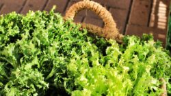 Recetas con escarola: ensaladas frescas y platos de invierno