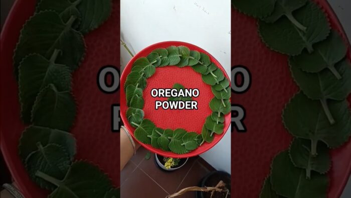 Oregano powder recipe,karpuravalli leaf, #food ,Air fryer recipe, homecooking, easy cooking
