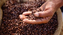 La importancia del café y recetas que llevan este espectacular ingrediente