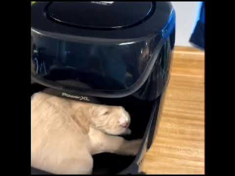 simple air fry recipe for cutest meal.   (don’t try at home) #cute #animals #dog #puppy #recipe