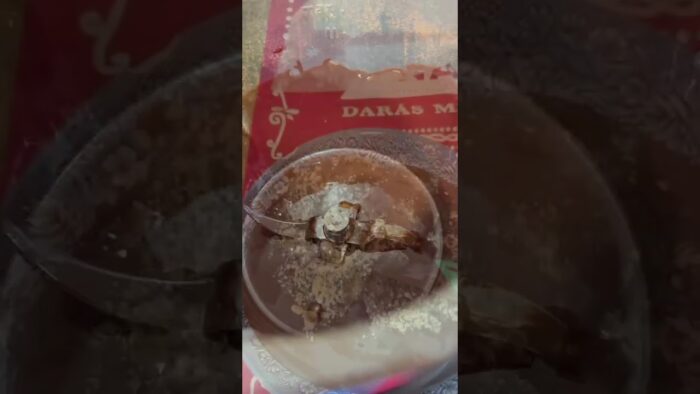 TURRÓN ESTILO FERRERO ROCHE CON THERMOMIX
