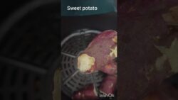 airfryer#🍠 recipe #