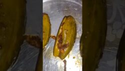 Air fryer parwal recipe jo sirf 10 min me ready ho jaye #EasyRecipe #AirFryerCooking #FoodHack