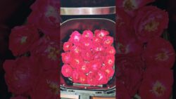 Rose Petals In Airfryer #rosepetals #shorts #shortvideo #ytshorts #reels ##recipe #rose