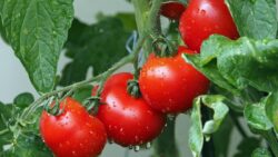 Los chefs expertos coinciden: para comprar un tomate jugoso en el supermercado no te fijes en el ...