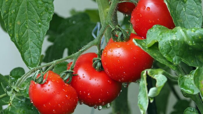 Los chefs expertos coinciden: para comprar un tomate jugoso en el supermercado no te fijes en el ...